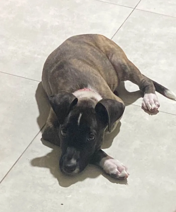 Cachorro ra a SRD-ViraLata idade 2 a 6 meses nome Oreo