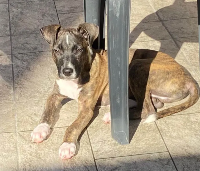 Cachorro ra a SRD-ViraLata idade 2 a 6 meses nome Oreo
