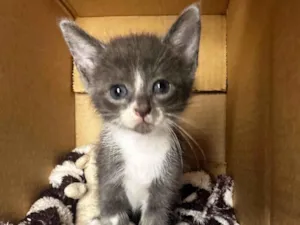 Gato raça SRD-ViraLata idade Abaixo de 2 meses nome Gatinhos