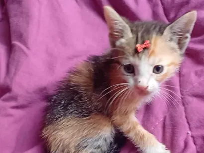 Gato raça SRD-ViraLata idade Abaixo de 2 meses nome Tricolor adocao