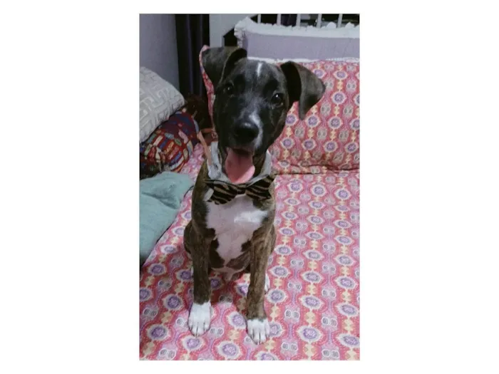 Cachorro ra a SRD-ViraLata idade 2 a 6 meses nome Oreo