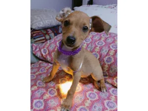 Cachorro raça SRD-ViraLata idade 2 a 6 meses nome Yuki e kira