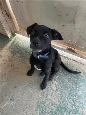 Cachorro raça SRD-ViraLata idade 7 a 11 meses nome Pretinho