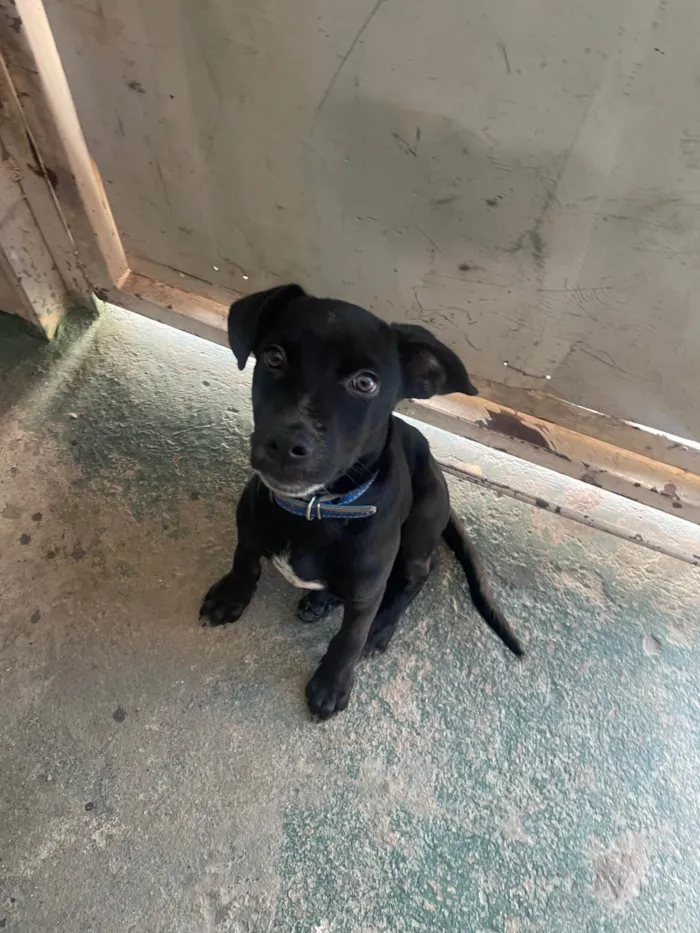 Cachorro ra a SRD-ViraLata idade 7 a 11 meses nome Pretinho