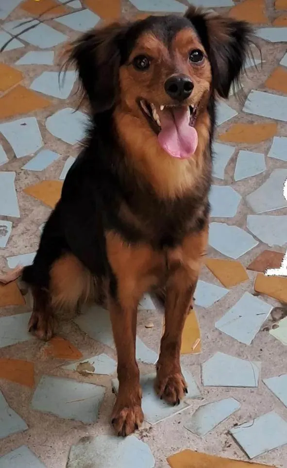Cachorro ra a SRD-ViraLata idade 7 a 11 meses nome Doralice 