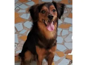 Cachorro raça SRD-ViraLata idade 7 a 11 meses nome Doralice 