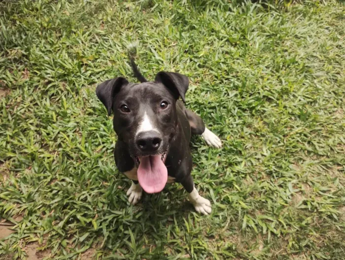 Cachorro ra a SRD-ViraLata idade 2 anos nome Feijão 
