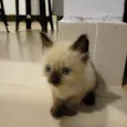 Benjamin