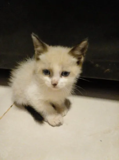 Gato raça SRD-ViraLata idade Abaixo de 2 meses nome Bonnie