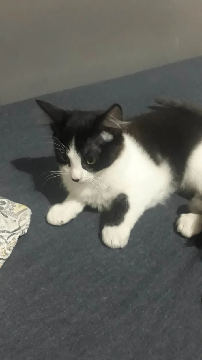 Gato ra a SRD-ViraLata idade 2 a 6 meses nome Sem nome 