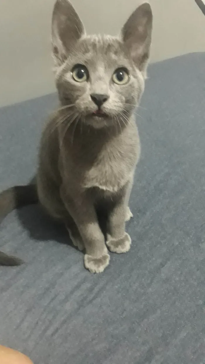 Gato ra a SRD-ViraLata idade 2 a 6 meses nome Sem nome 