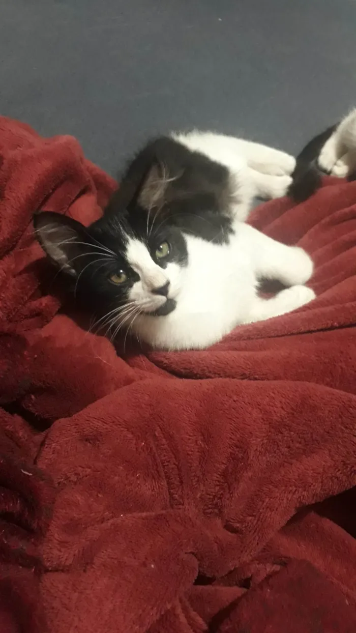 Gato ra a SRD-ViraLata idade 2 a 6 meses nome Sem nome 