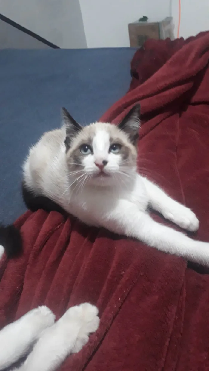 Gato ra a SRD-ViraLata idade 2 a 6 meses nome Sem nome 