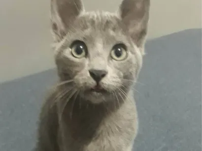 Gato raça SRD-ViraLata idade 2 a 6 meses nome Sem nome 