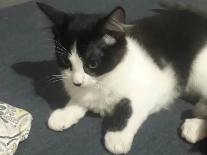 Gato ra a SRD-ViraLata idade 2 a 6 meses nome Sem nome 