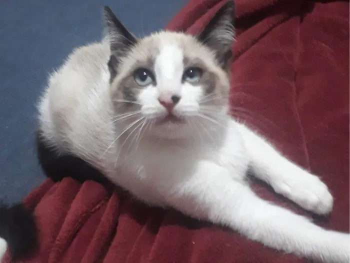Gato ra a SRD-ViraLata idade 2 a 6 meses nome Sem nome 