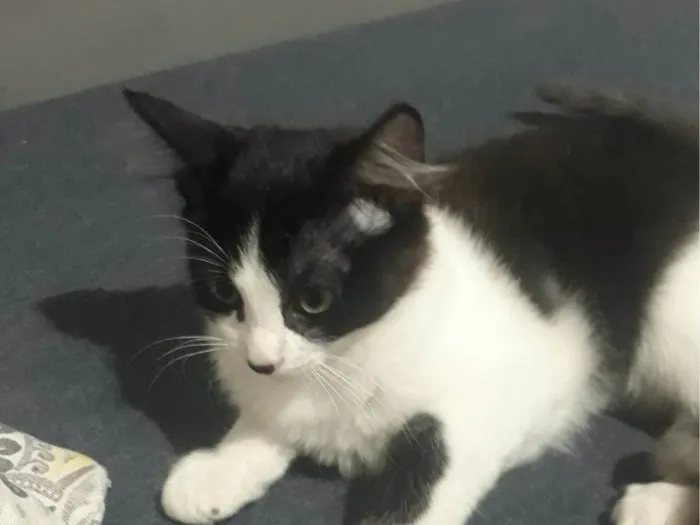 Gato ra a SRD-ViraLata idade 2 a 6 meses nome Sem nome 