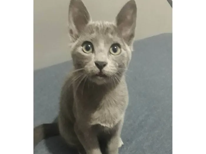 Gato ra a SRD-ViraLata idade 2 a 6 meses nome Sem nome 