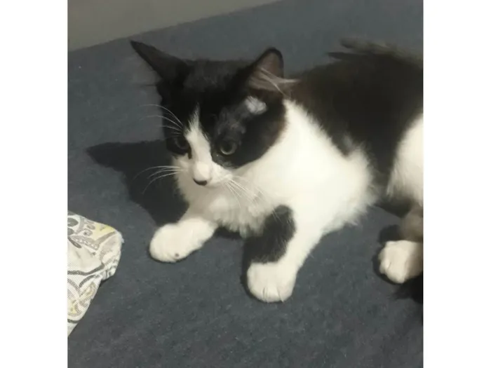 Gato ra a SRD-ViraLata idade 2 a 6 meses nome Sem nome 