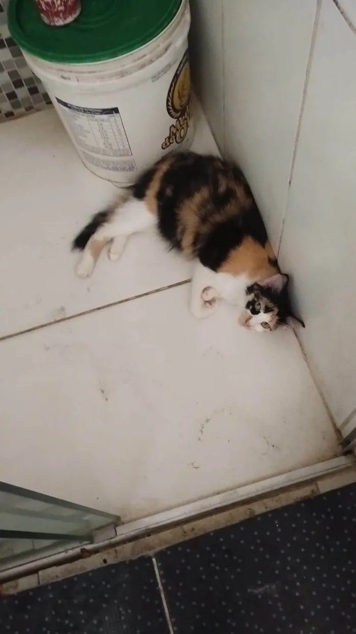 Gato ra a SRD-ViraLata idade 1 ano nome zoe
