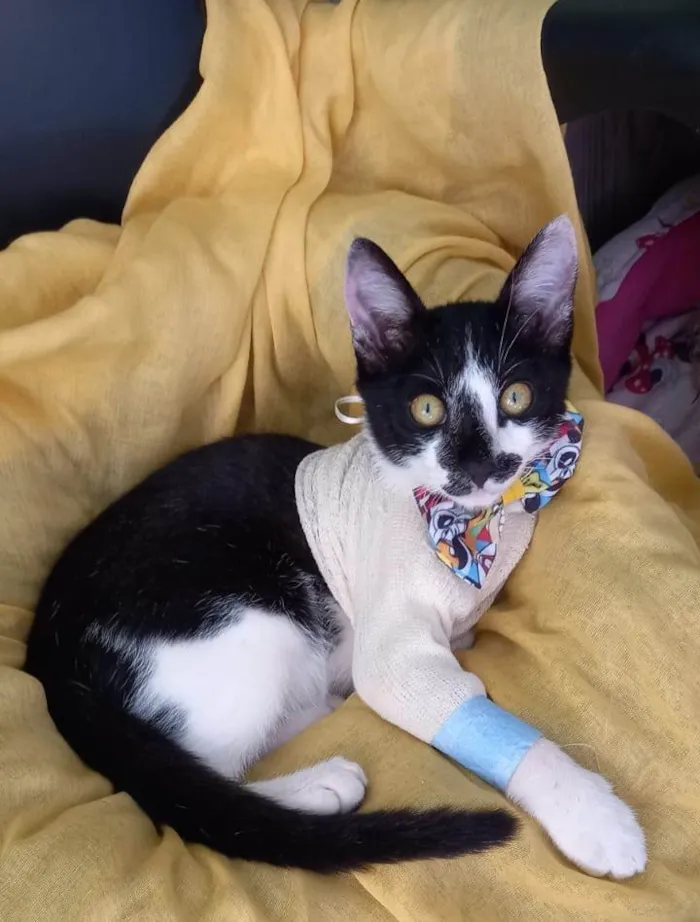 Gato ra a SRD-ViraLata idade 2 a 6 meses nome Flash