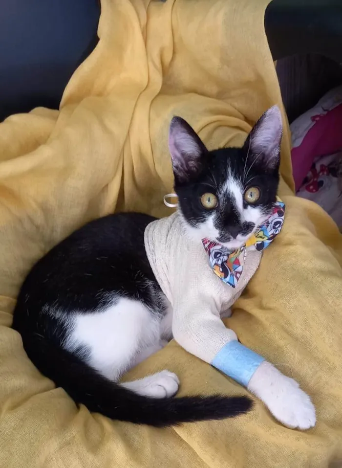 Gato ra a SRD-ViraLata idade 2 a 6 meses nome Flash
