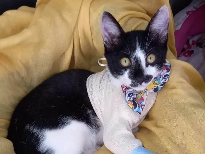 Gato ra a SRD-ViraLata idade 2 a 6 meses nome Flash