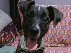 Cachorro raça SRD-ViraLata idade 2 a 6 meses nome Oreo