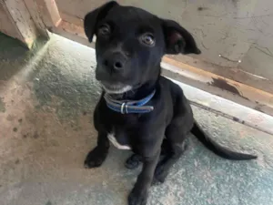 Cachorro raça SRD-ViraLata idade 7 a 11 meses nome Pretinho