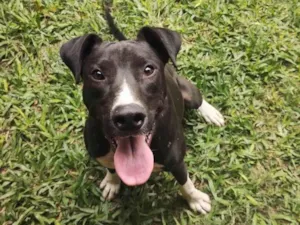Cachorro raça SRD-ViraLata idade 2 anos nome Feijão 