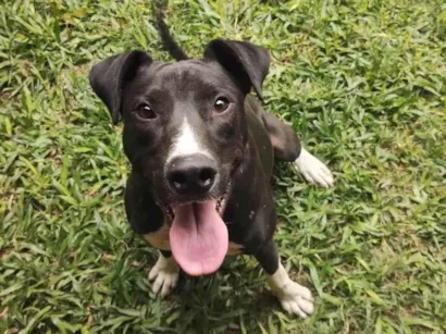 Cachorro raça SRD-ViraLata idade 2 anos nome Feijão 