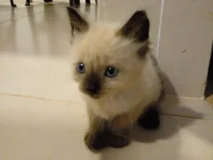 Gato raça SRD-ViraLata idade Abaixo de 2 meses nome Benjamin