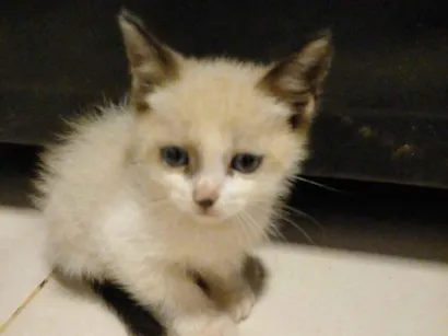 Gato raça SRD-ViraLata idade Abaixo de 2 meses nome Bonnie