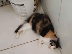 Gato raça SRD-ViraLata idade 1 ano nome zoe