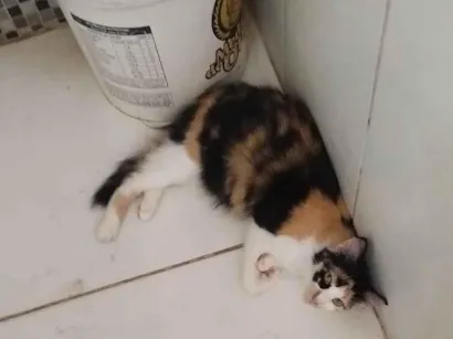 Gato raça SRD-ViraLata idade 1 ano nome zoe