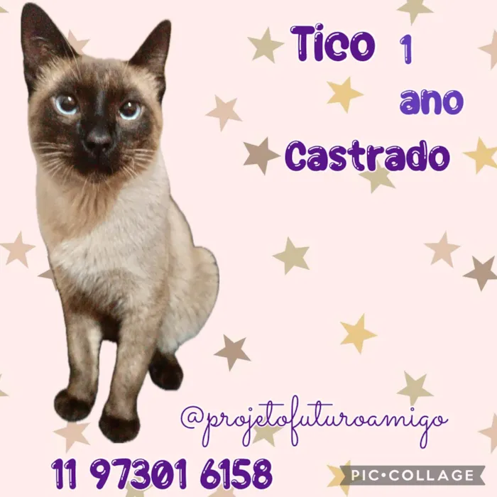 Gato ra a Siamês idade 1 ano nome Tico
