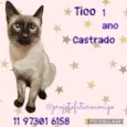Tico