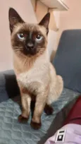 Tico