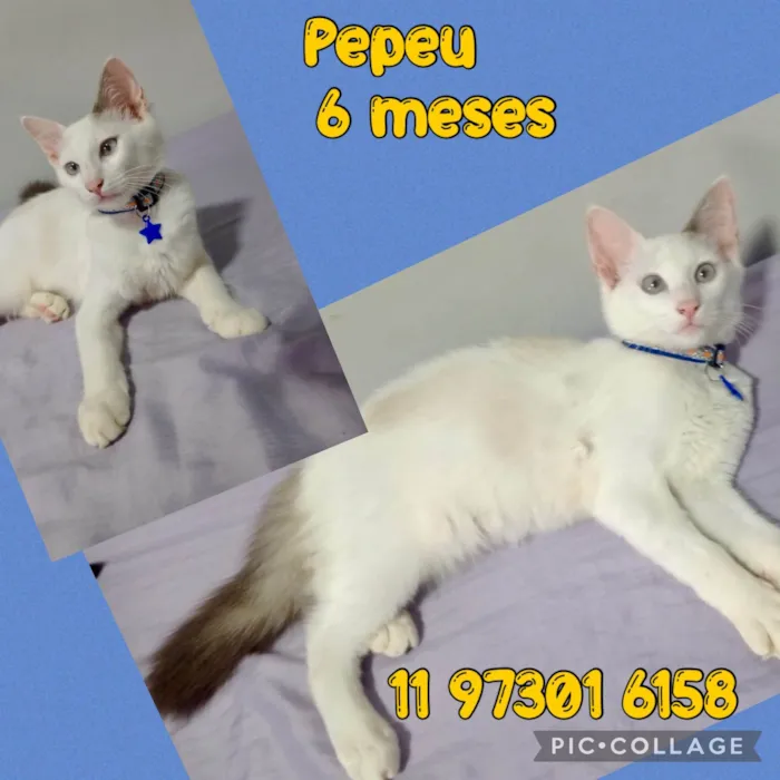 Gato ra a SRD-ViraLata idade 2 a 6 meses nome Pepeu