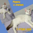 Pepeu