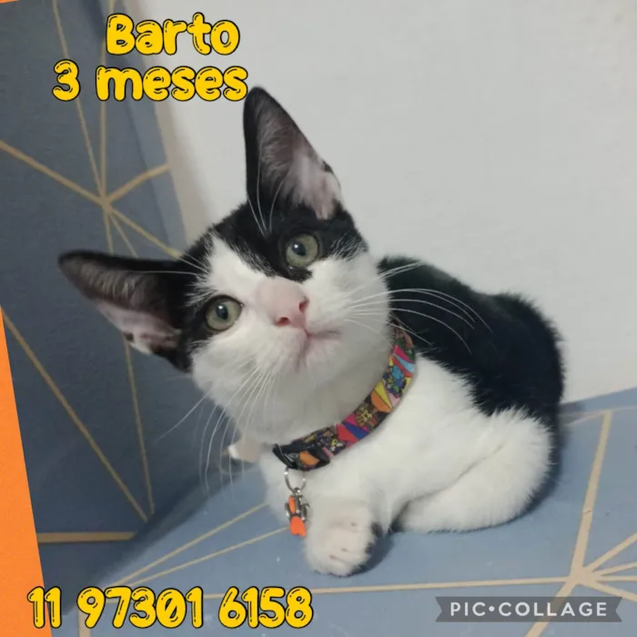 Gato ra a SRD-ViraLata idade 2 a 6 meses nome Barto