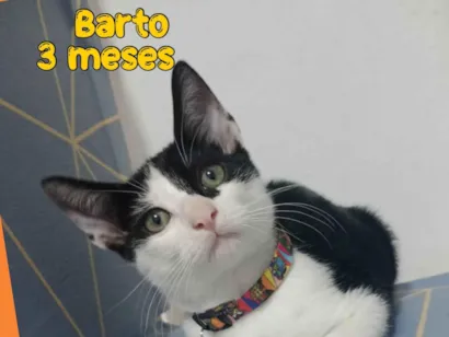 Gato raça SRD-ViraLata idade 2 a 6 meses nome Barto