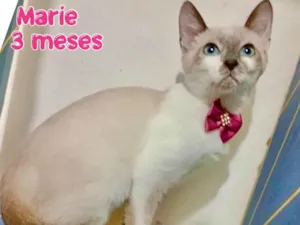Gato raça SRD-ViraLata idade 2 a 6 meses nome Marie