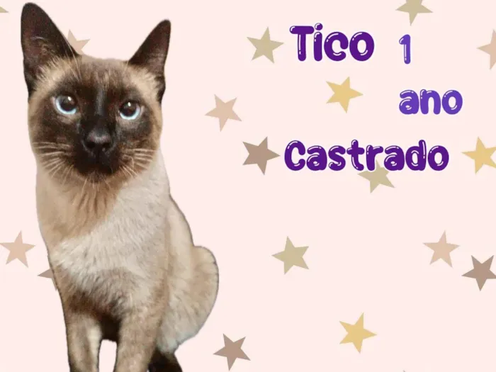 Gato ra a Siamês idade 1 ano nome Tico