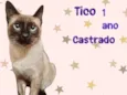 Tico