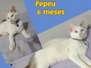 Gato raça SRD-ViraLata idade 2 a 6 meses nome Pepeu