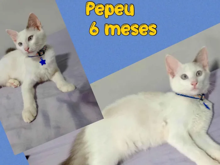 Gato ra a SRD-ViraLata idade 2 a 6 meses nome Pepeu