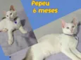 Pepeu