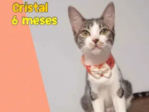 Gato raça SRD-ViraLata idade 2 a 6 meses nome Cristal 