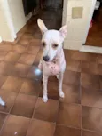 Pioca
